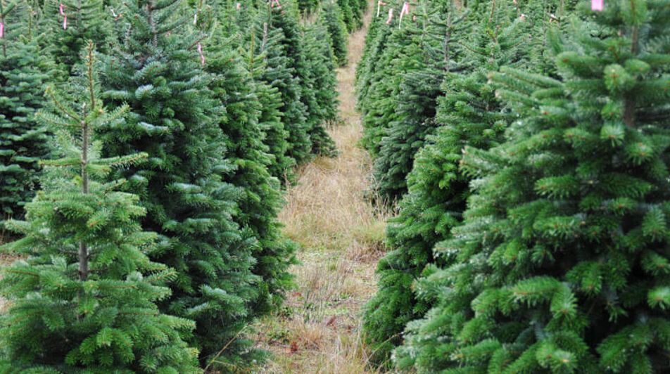Christmas Tree Farms Near Me Pennsylvania Google Earth Maps christmas tree farm near me tree farms near me
